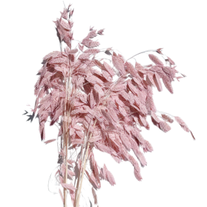 Tiffany Blue Grass | Northen Sea Oat